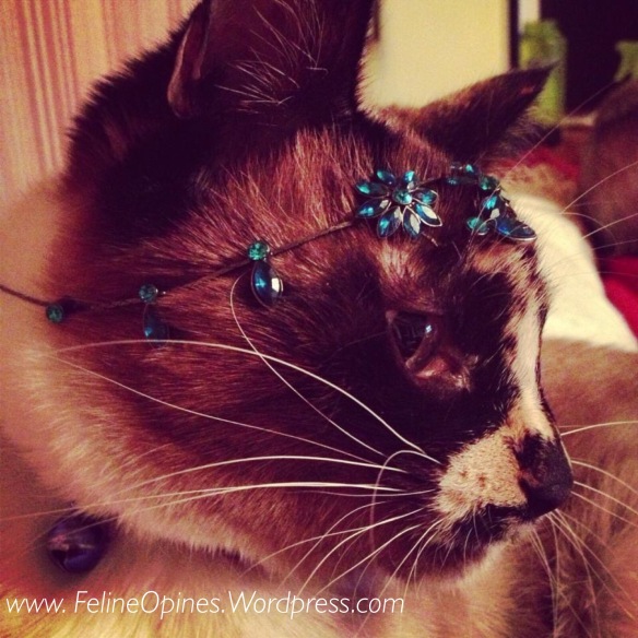 cat with jewelry