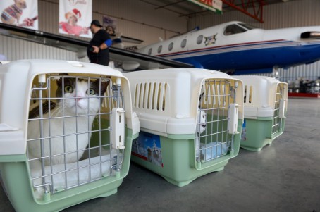 shelter cats flown from California to Washington to be adopted