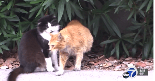 cat garden gets feral cats adopted
