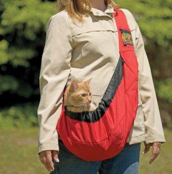 orange tabby in a slilng carrier