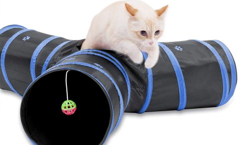 siamese cat with cat tunnel