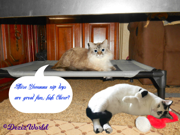 dw-dezi-lays-on-pet-cot-n-oliver-with-nip-heart-1621