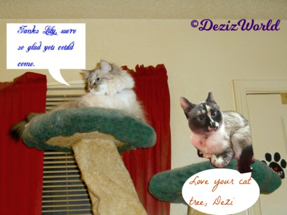 dw-dezi-n-lily-lays-atop-cat-tree-1566