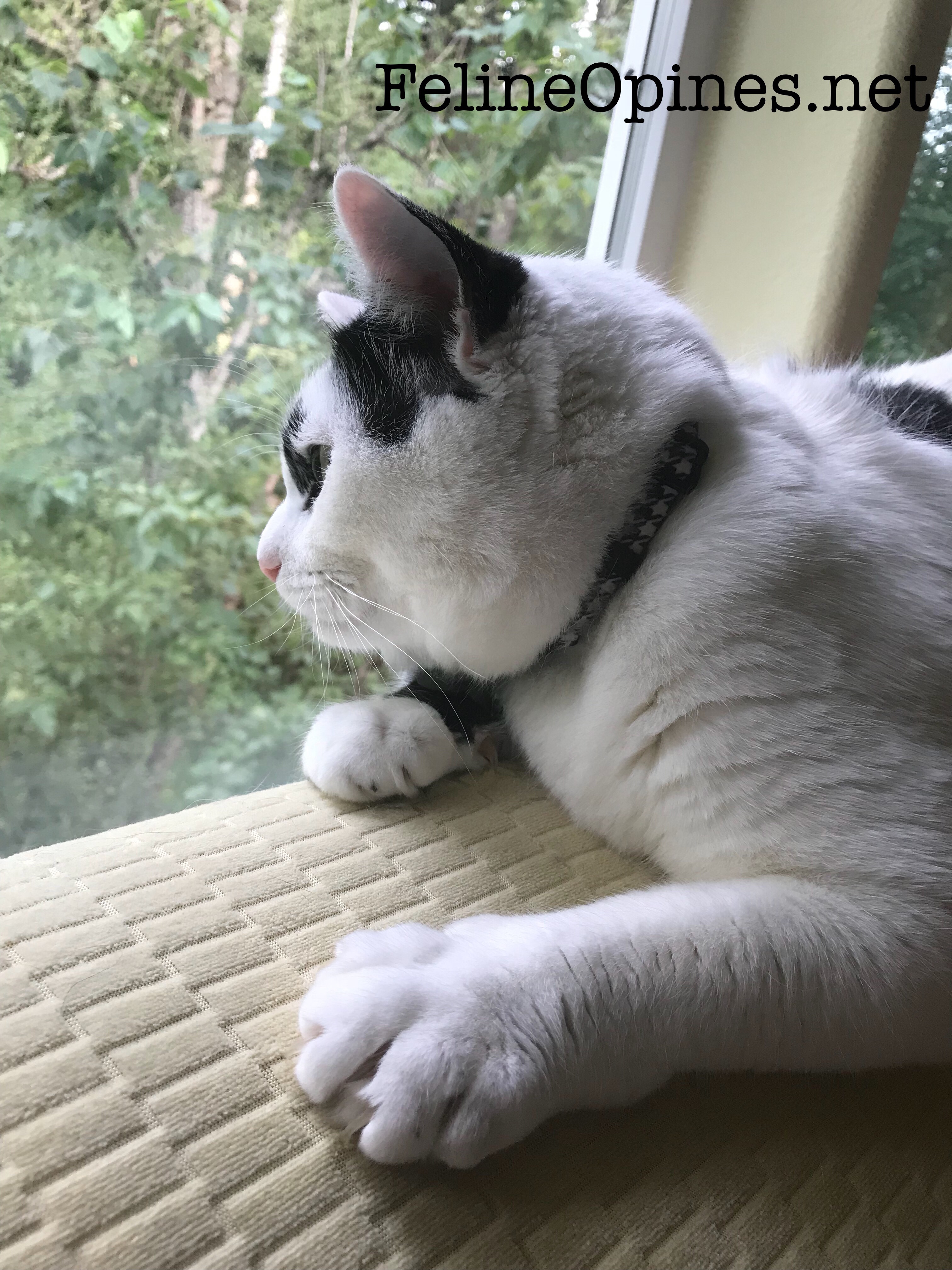 black and white cat looking out the window