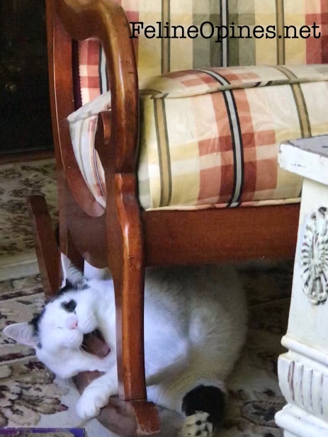 black and white cat yawning under a rocking chair