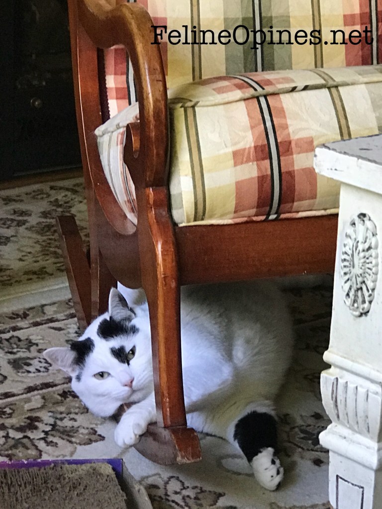 black and white cat under rocker.