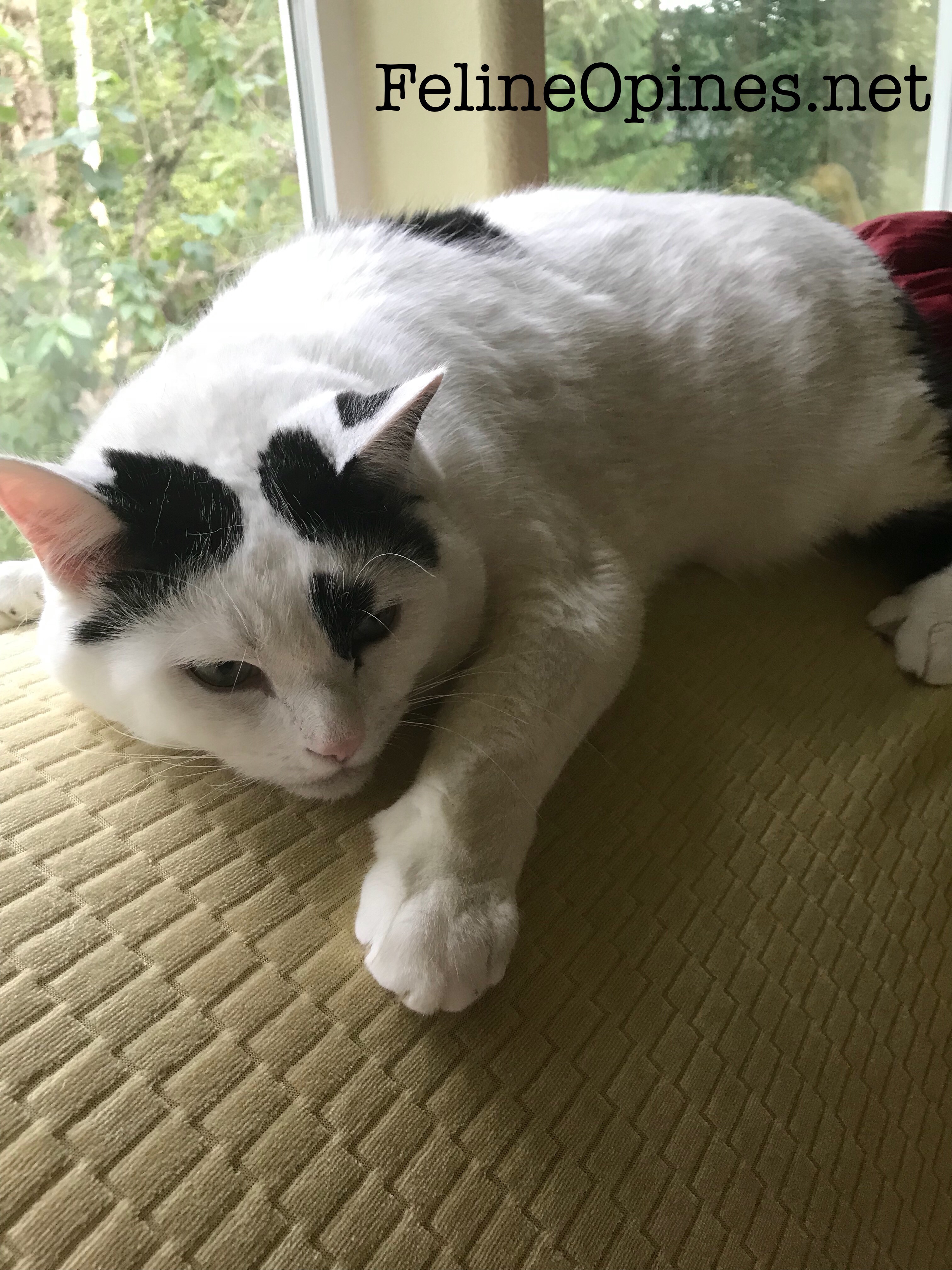 black and white cat on top of sofa