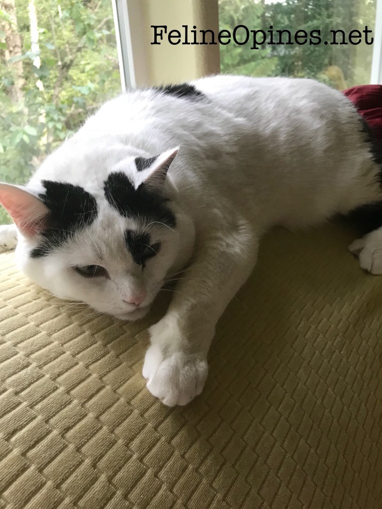 black and white cat on top of sofa