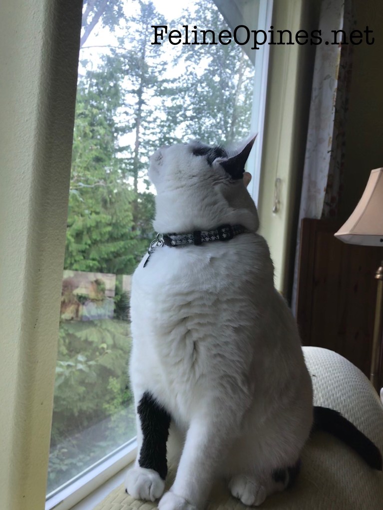 black and white cat looking up at the window