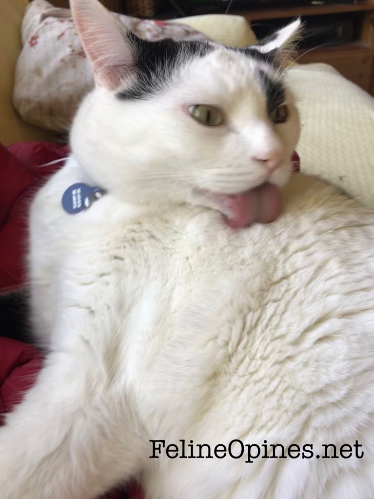 black and white cat cleans his fur