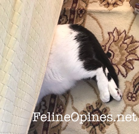 black and white cat under sofa
