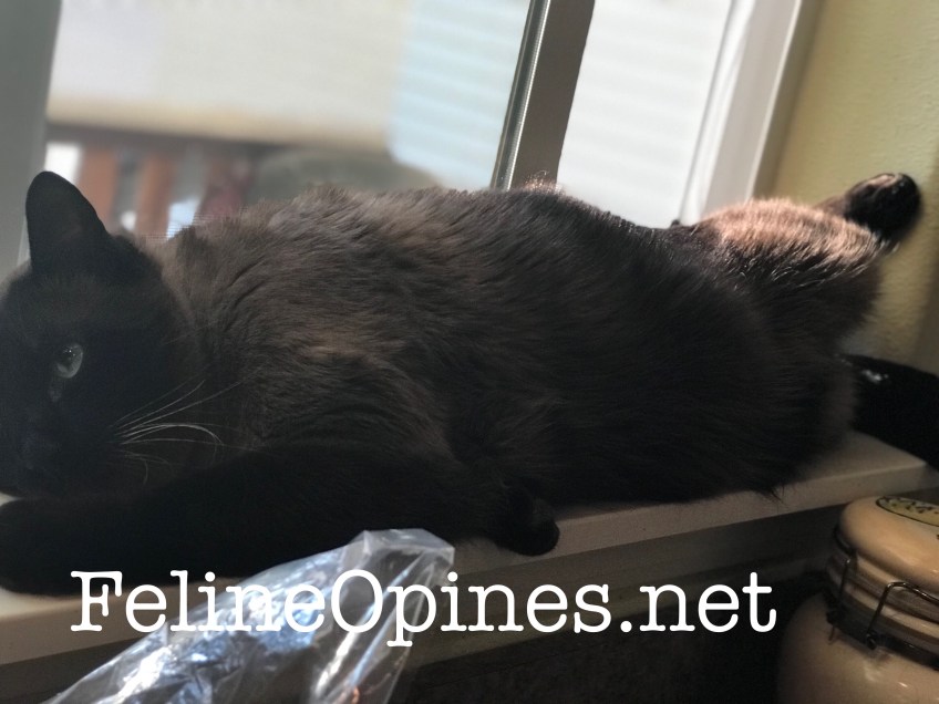 siamese cat sleeping