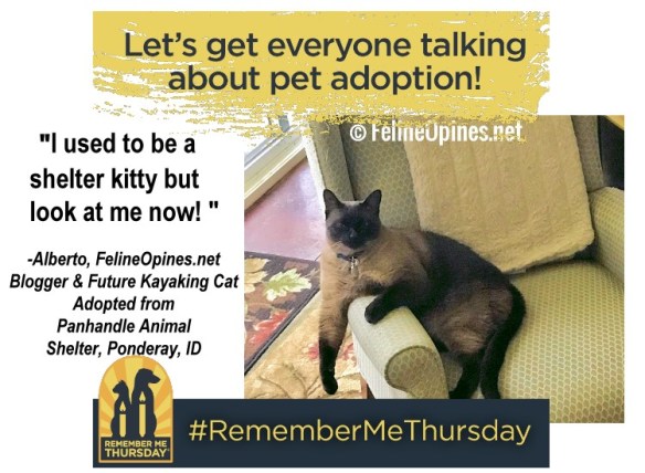 Al_LookAtMeNow_Frame