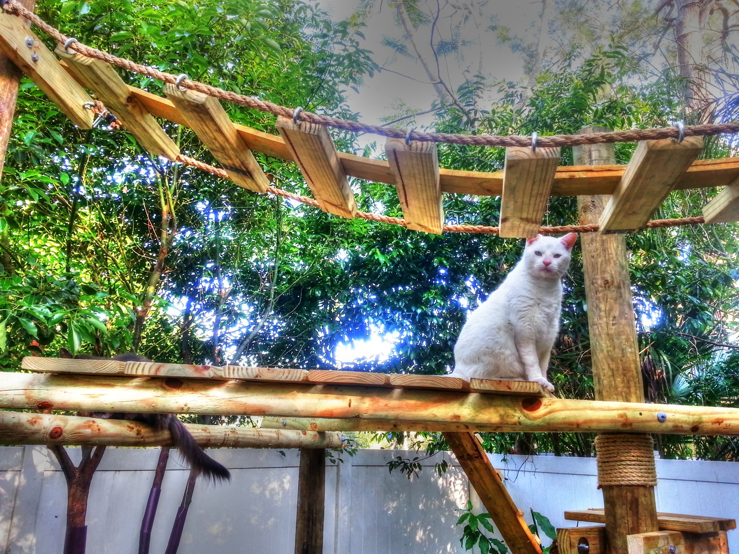 senior cat sanctuary