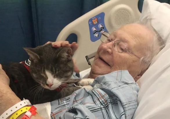 Donny the blind therapy cat