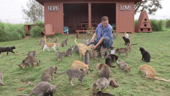 hawaiian cat sanctuary
