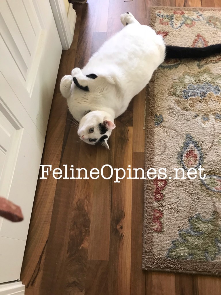 black and white cat laying in front of a pantry door