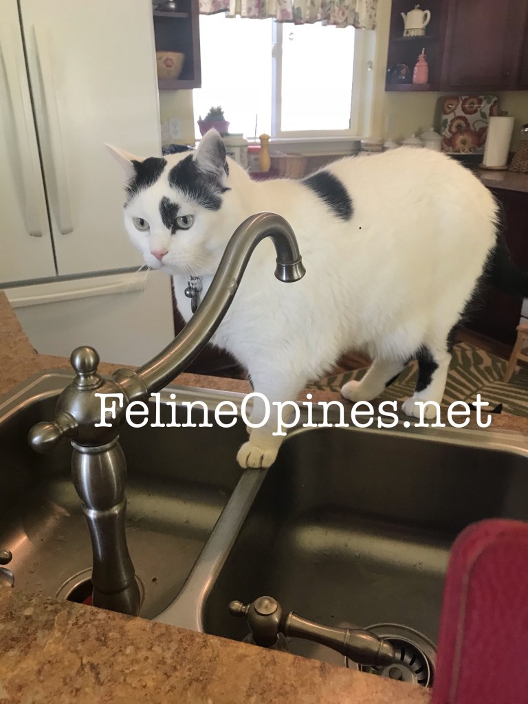 black and white cat in a kitchen sink