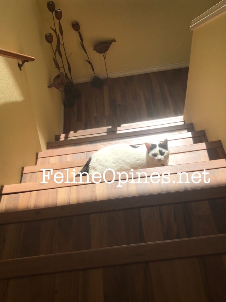 black and white ct sunning on the stairs