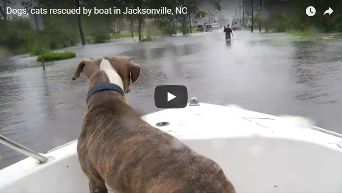 saving pets in hurricane Florence