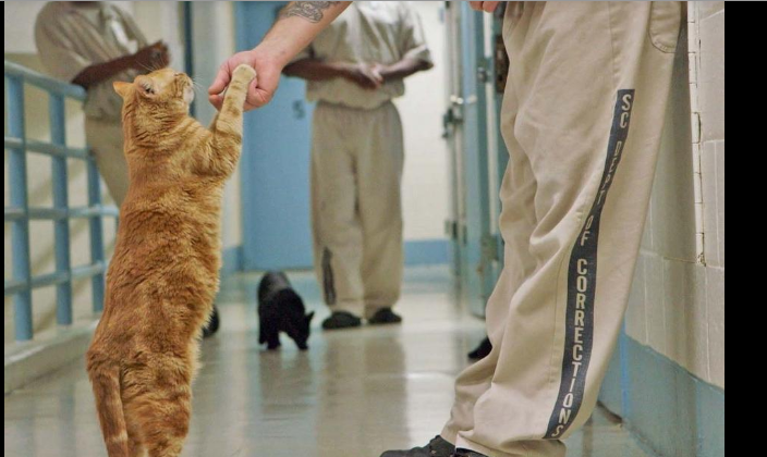 prisoner and cat