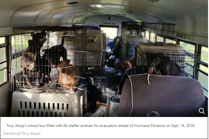 trucker saves dog and cats during hurricane Florence