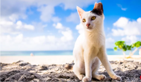 black and white cat on the beach