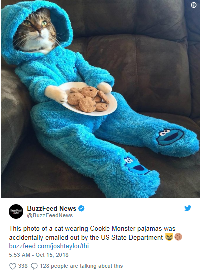 cat in onesie