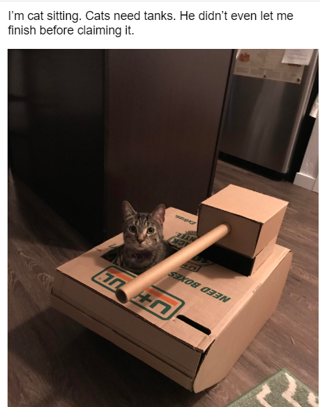 tabby cat in cat tank