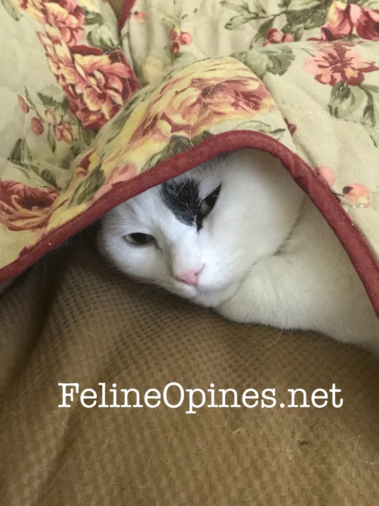 black and white cat hiding under blanket