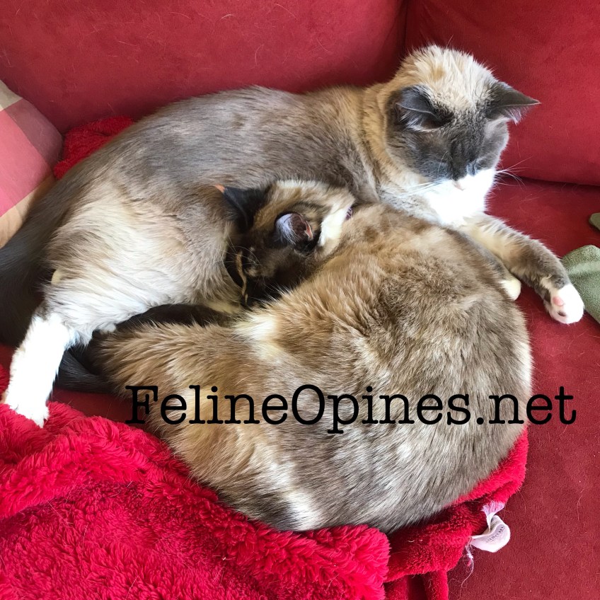 Siamese cats cuddling