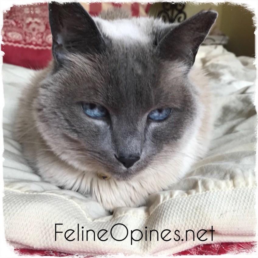 Lilac poiont Siamese