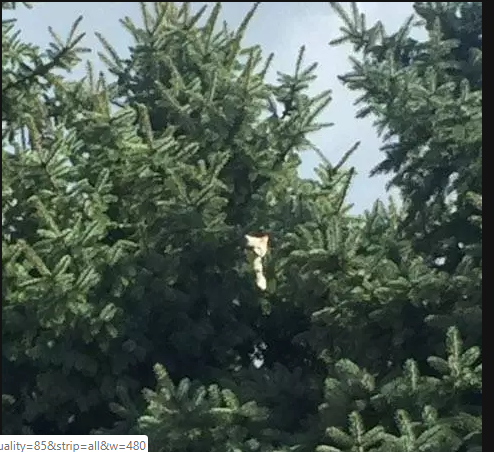 tiny kitten dropped in tree by hawk