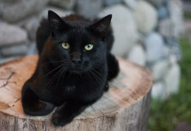 Black cat om wood stump