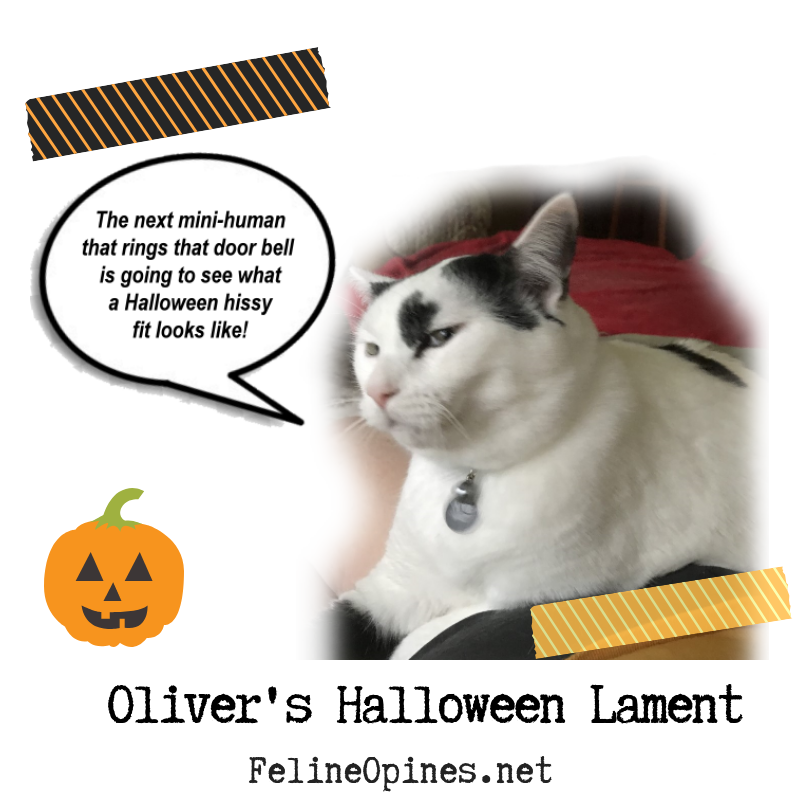 black and white cat complains about Halloween