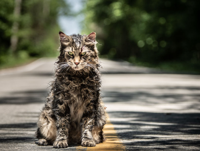tabby cat actor in pet sematary