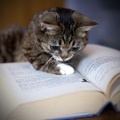 little cat on a book
