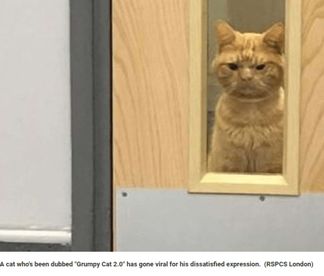 ginger tabby with grumpy expression