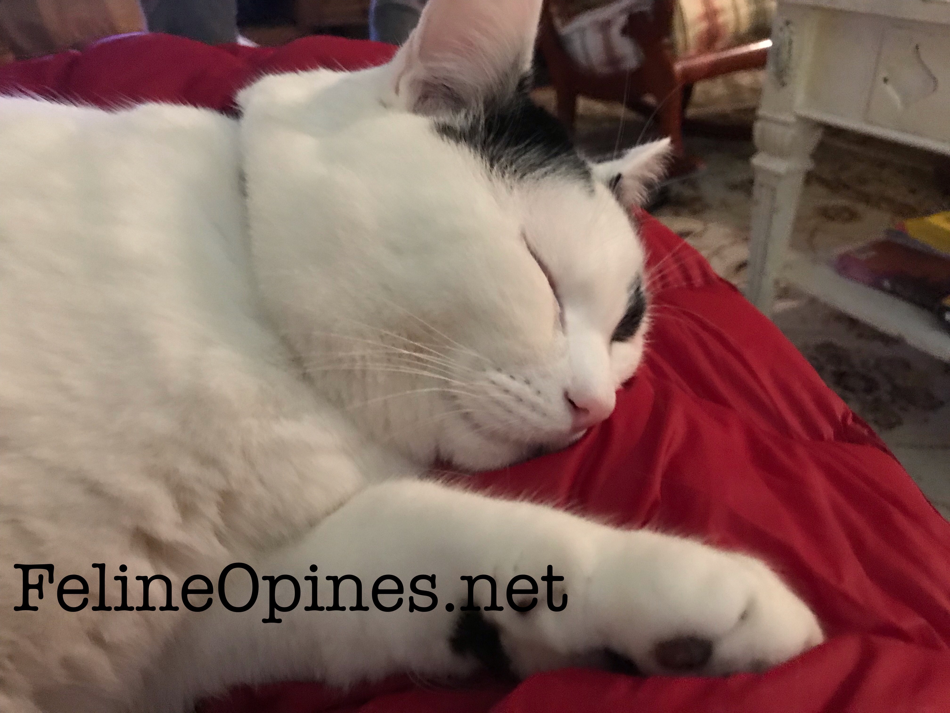black and white cat sleeping on red blanket