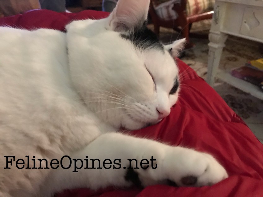 black and white cat sleeping on red blanket