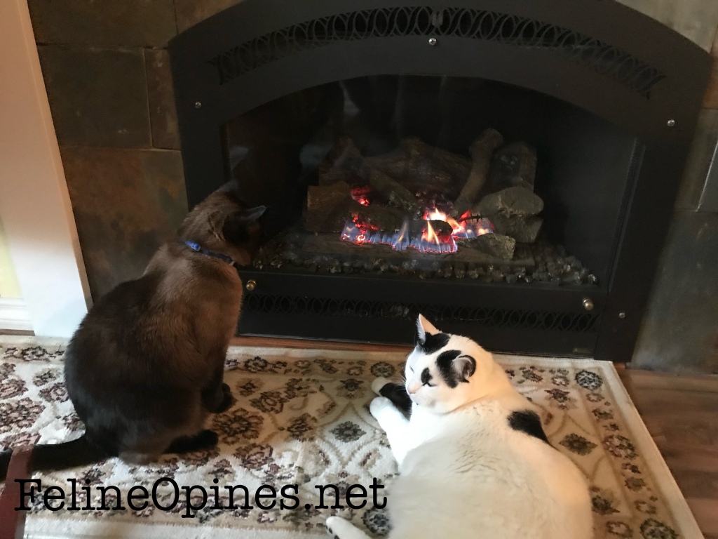 Siamese cat and black and white cat in front of the fire