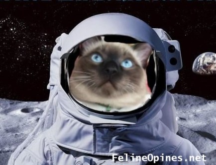 siamese cat in spacesuit