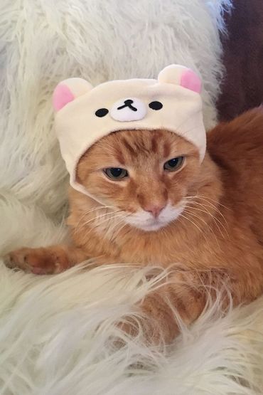 orange tabby in urban outfitters cat hat