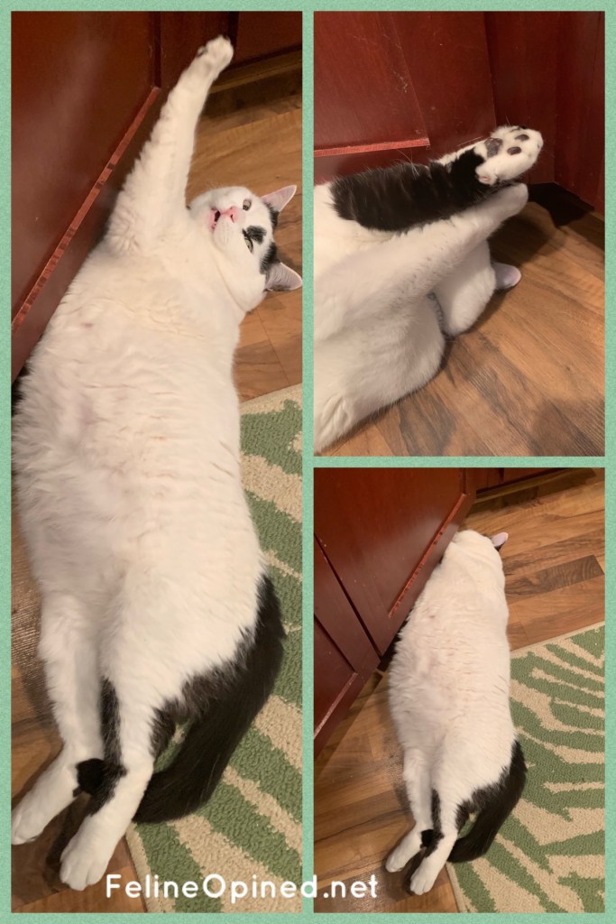 chubby black and white cat on heating vent