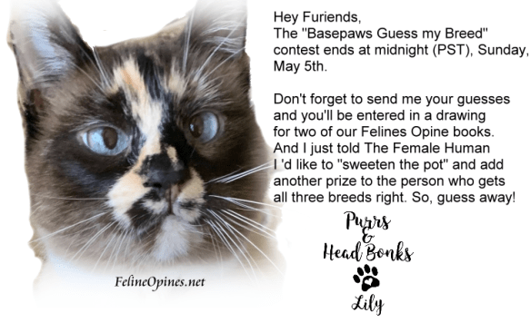 ContestReminder_Lily