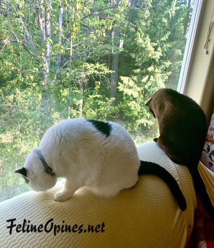 black and white cat and siamese cat look out the window