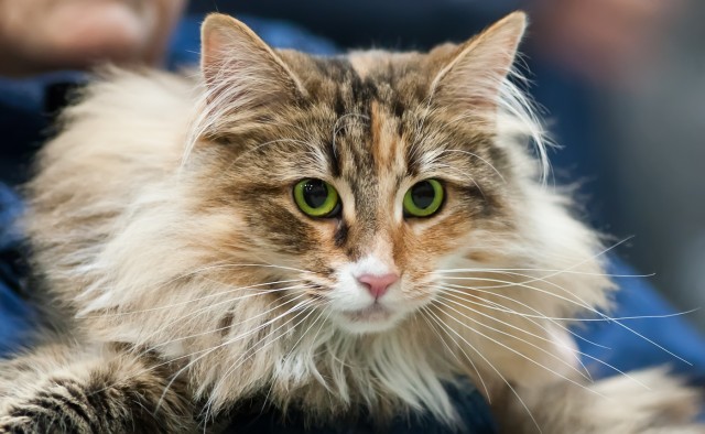 Norwegian Forest Cat