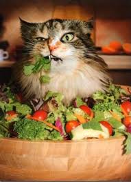 CatVegetables