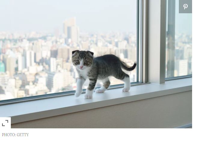 FriendliestCatCities