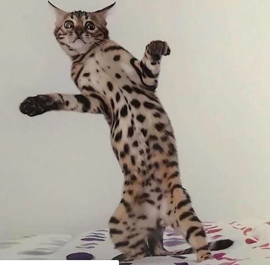 CatDancing.JPG